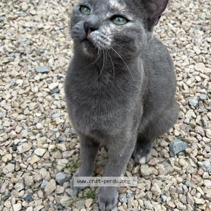 Photo 1/1 Chat retrouvé Perdu à Chonas l amballan