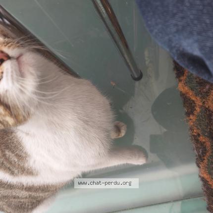 Photo de chat trouvé à Lille