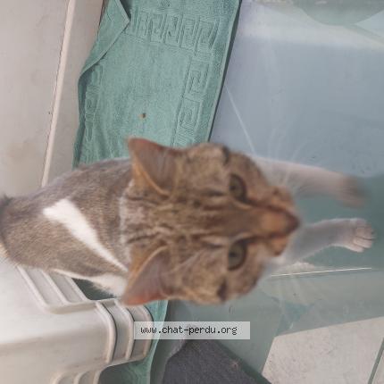 Photo 2/2 Chat retrouvé Trouvé à Lille