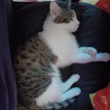 Photo de chat perdu à Saint Germain En Laye