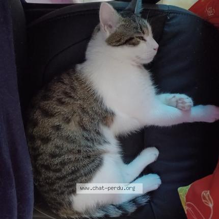 Photo 1/1 Chat retrouvé Perdu à Saint germain en laye