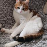 Photo de chat perdu à Montigny Le Bretonneux