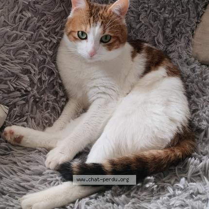 Photo 1/1 Chat retrouvé Perdu à Montigny le bretonneux