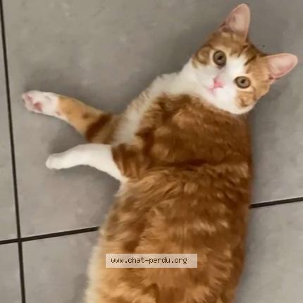 Photo de chat perdu à Marseille