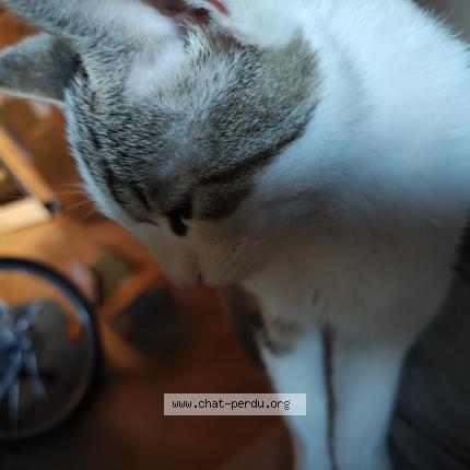 Photo 1/1 Chat retrouvé Trouvé à Annecy
