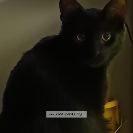 Photo de chat perdu à Wattignies