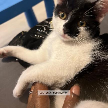 Photo de chat perdu à Collegien