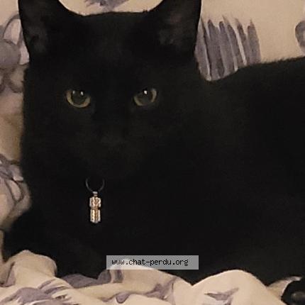 Photo de chat perdu à Murviel Les Montpellier