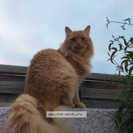 Photo 1/1 Rafale Chat perdu à Marseille