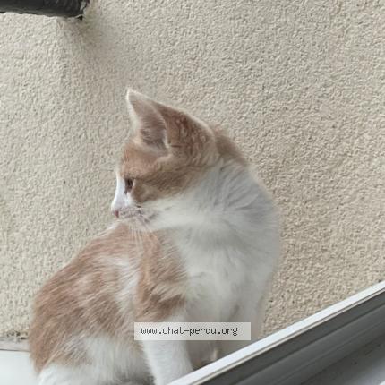 Photo 1/1 Chat retrouvé Perdu à Cagnes Sur Mer