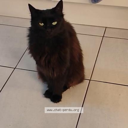 Photo 1/1 Maya Chat perdu à Champniers