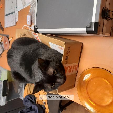 Photo de chat perdu à Le Mesnil Mauger