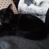 Photo de chat trouvé à Chatou