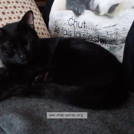 Photo 1/1 Chat retrouvé Trouvé à Chatou