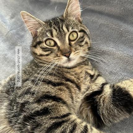 Photo de chat perdu à Colmar