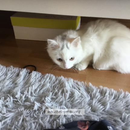 Photo de chat perdu à Gradignan