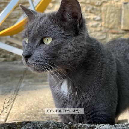 Photo de chat perdu à Saint Remy De Provence
