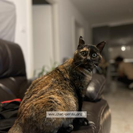 Photo de chat perdu à Pontarlier