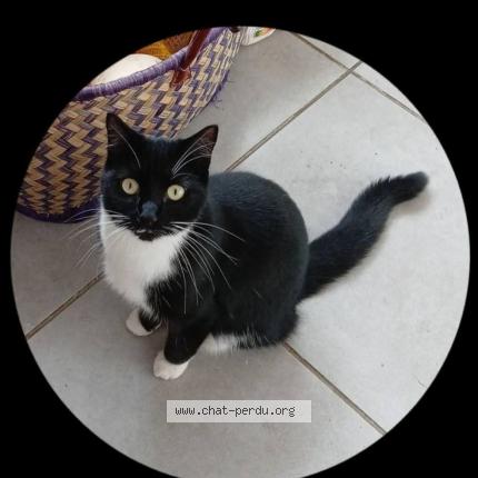 Photo 1/1 Chat retrouvé Perdu à Morlaix