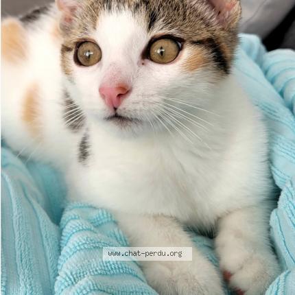 Photo de chat perdu à Le Havre