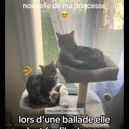 Photo de chat perdu à Castellnau