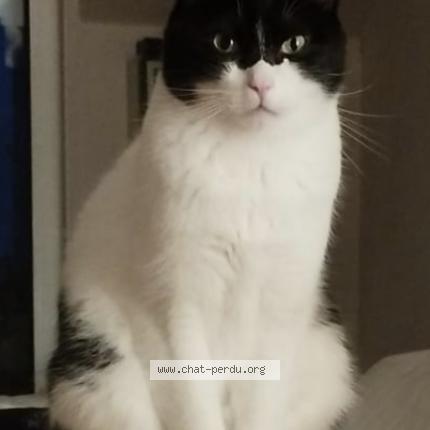 Photo de chat perdu à Bourg La Reine
