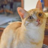 Photo de chat perdu à Messe