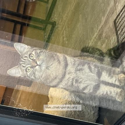 Photo de chat perdu à Saint Ave