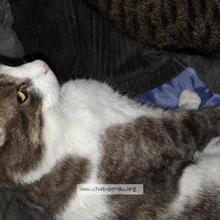 Photo de chat perdu à La Roche Sur Yon