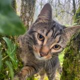 Photo de chat perdu à Amberieu En Bugey