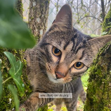 Photo 1/1 Chat retrouvé Perdu à Amberieu en bugey