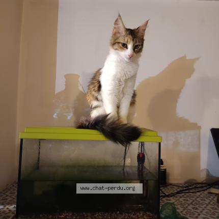 Photo de chat perdu à Le Thoronet