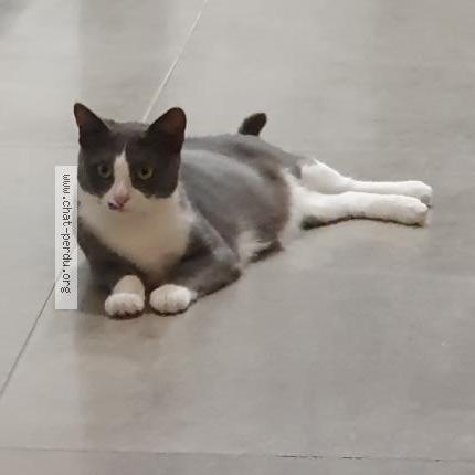 Photo de chat perdu à Ronquerolles