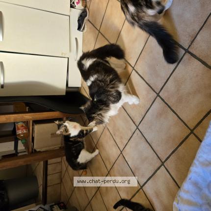 Photo de chat perdu à Digne Les Bains