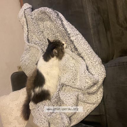 Photo de chat perdu à Grasse