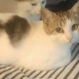 Photo de chat perdu à Plouezec