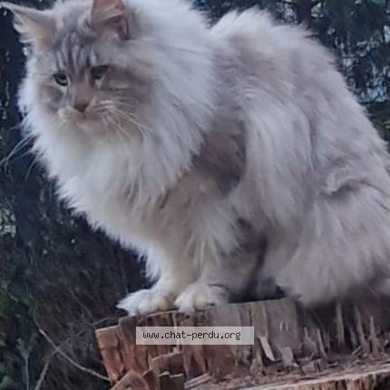 Photo de chat perdu à Mougins