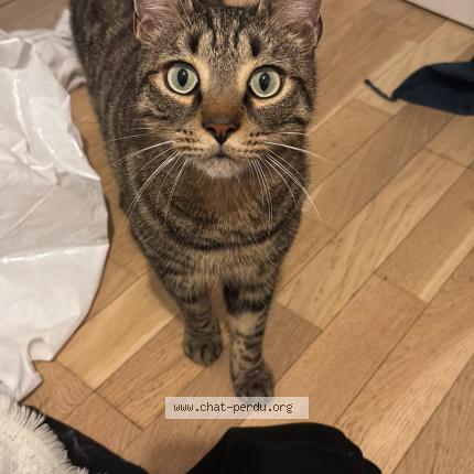 Photo 1/1 Chat retrouvé Perdu à Bagneux