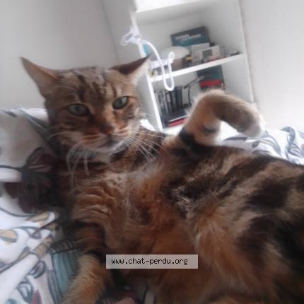 Photo de chat perdu à Saint Sebastien Sur Loire
