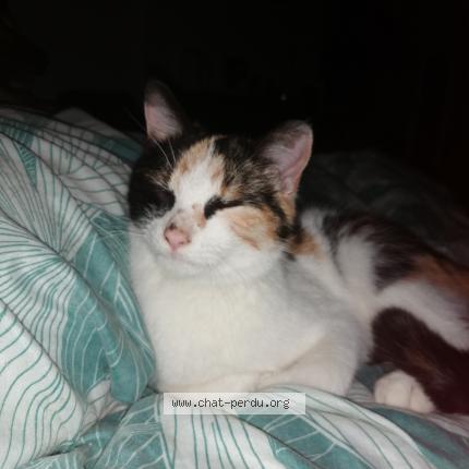 Photo de chat perdu à Lizio