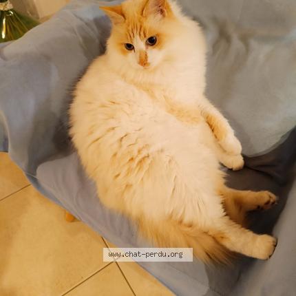 Photo de chat perdu à St Georges De Montaigu