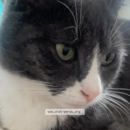 Photo de chat perdu à Roubaix