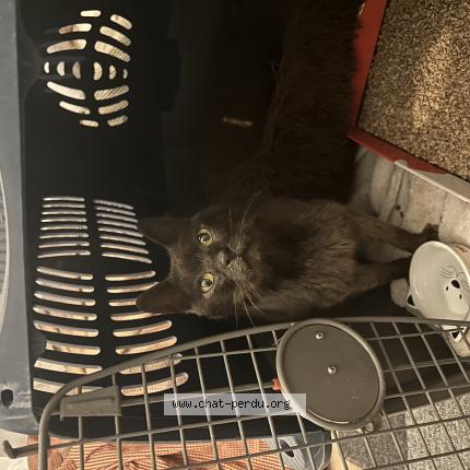 Photo 1/1 Chat retrouvé Trouvé à Saverne