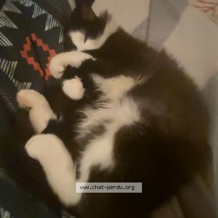 Photo de chat perdu à Lanester