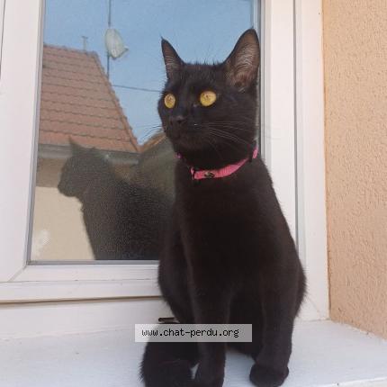 Photo de chat perdu à Bailleau Le Pin