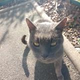 Photo de chat trouvé à Rambouillet