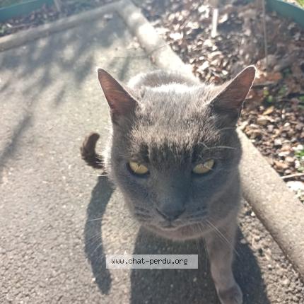 Photo 1/1 Chat retrouvé Trouvé à Rambouillet