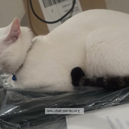 Photo 1/1 Chat retrouvé Perdu à St Jouin Bruneval