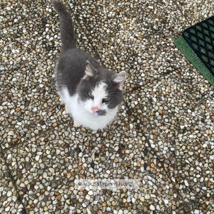 Photo 1/1 Chat retrouvé Trouvé à Guipavas