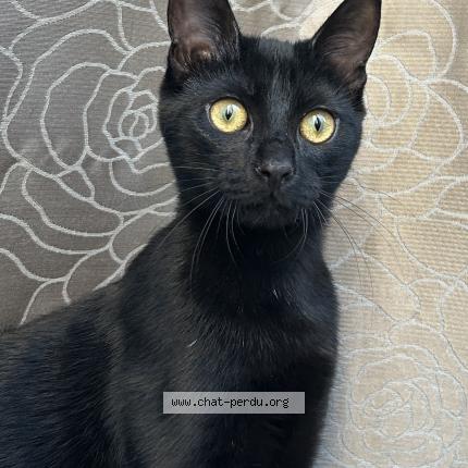 Photo 1/1 Chat retrouvé Perdu à Vitry Sur Seine
